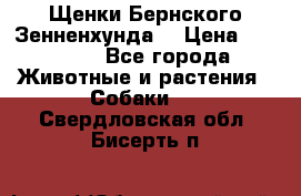 Щенки Бернского Зенненхунда  › Цена ­ 40 000 - Все города Животные и растения » Собаки   . Свердловская обл.,Бисерть п.